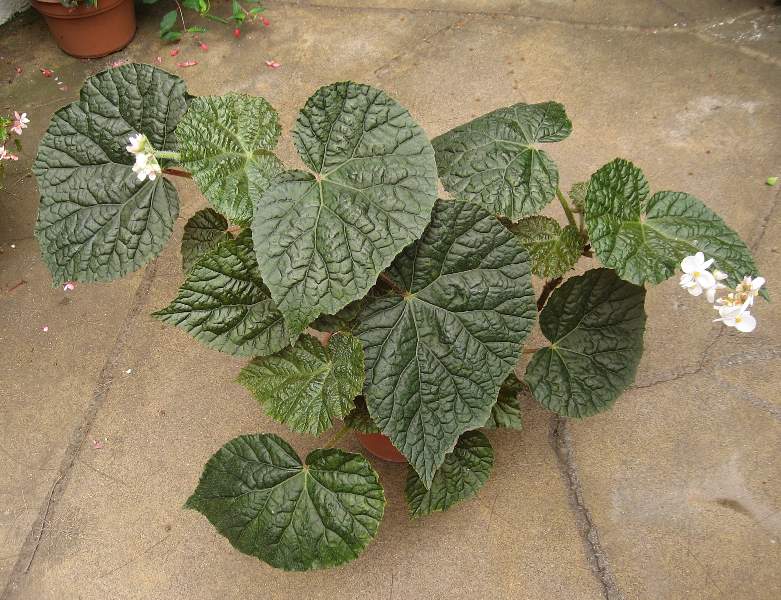 B. ‘Concha’